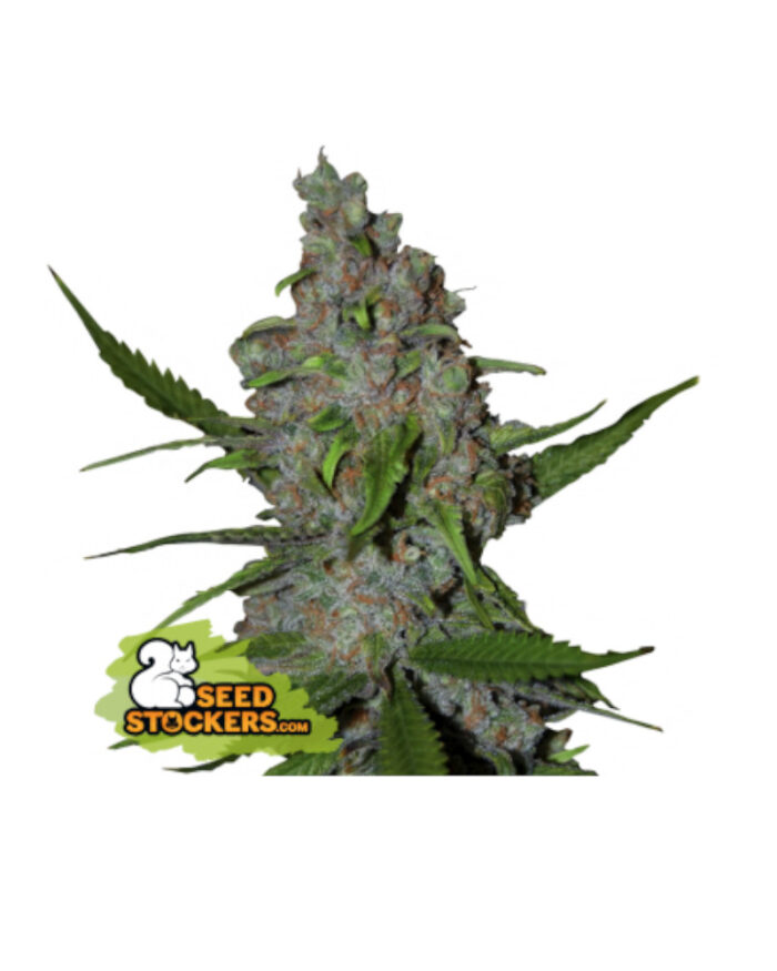 Gelato 41 Fast