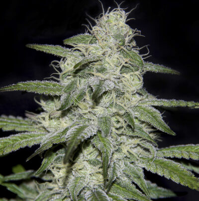 Kritikal Bilbo CBD