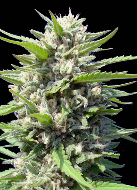 Northern Lights Auto