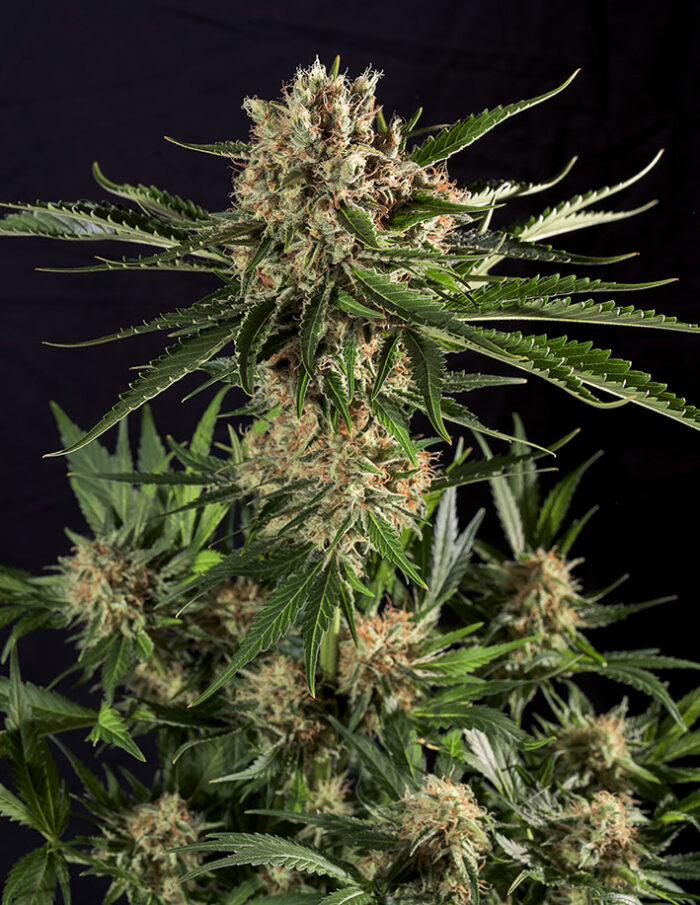 Txerri Bilbo Haze
