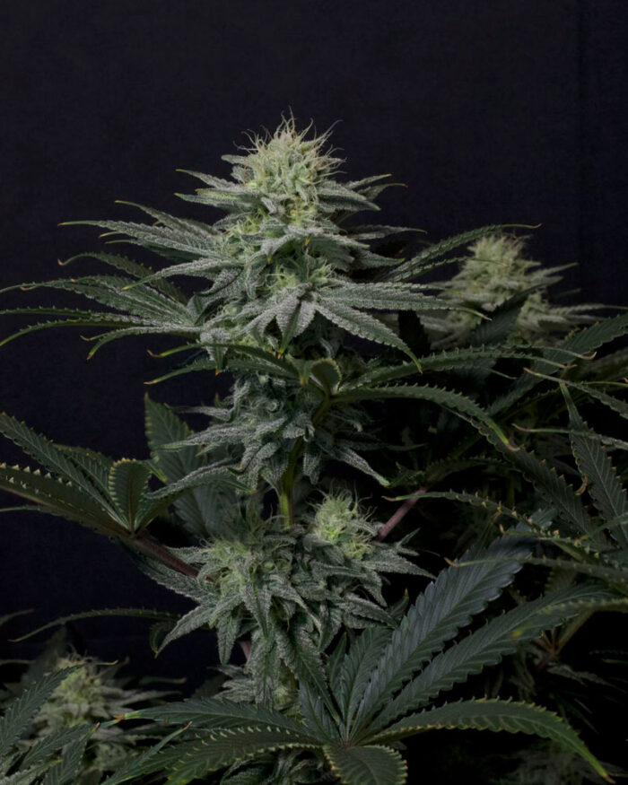 GG4 Sherbet Fast Flowering