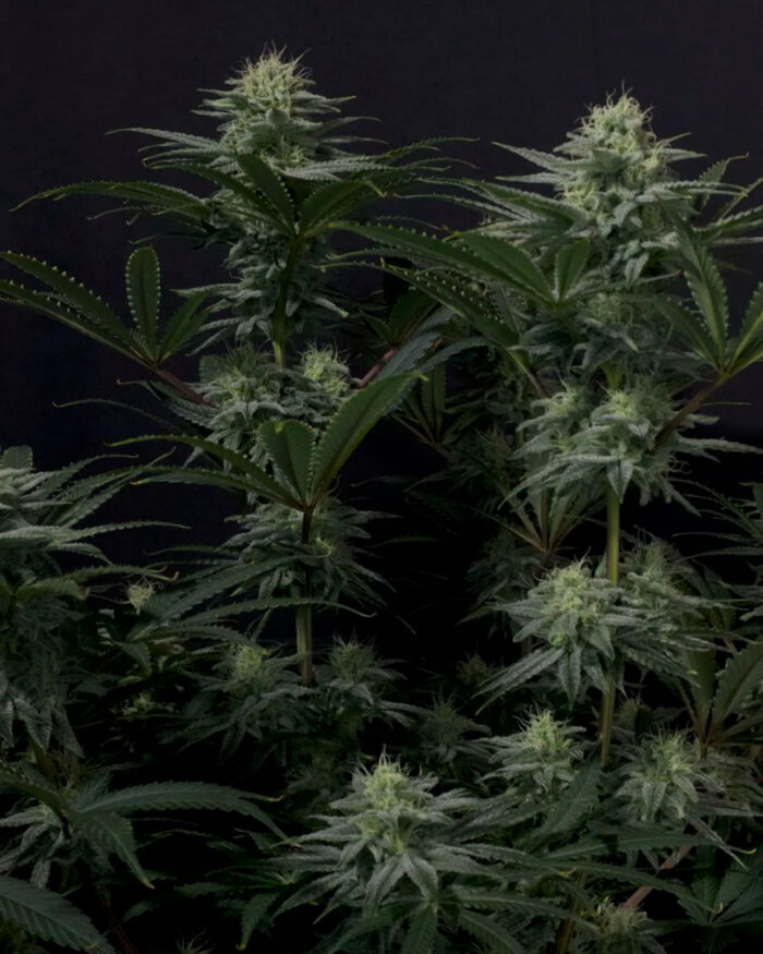 GG4 Sherbet Fast Flowering
