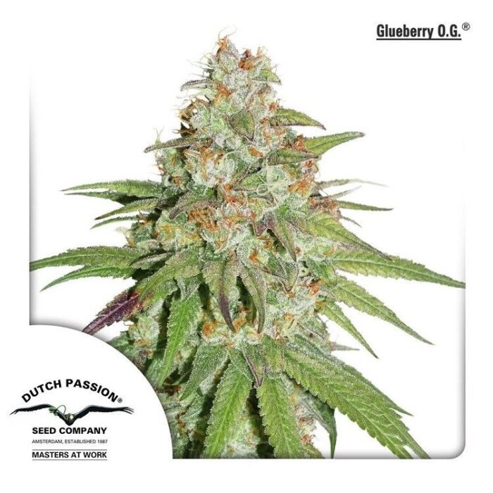 Glueberry O.G.