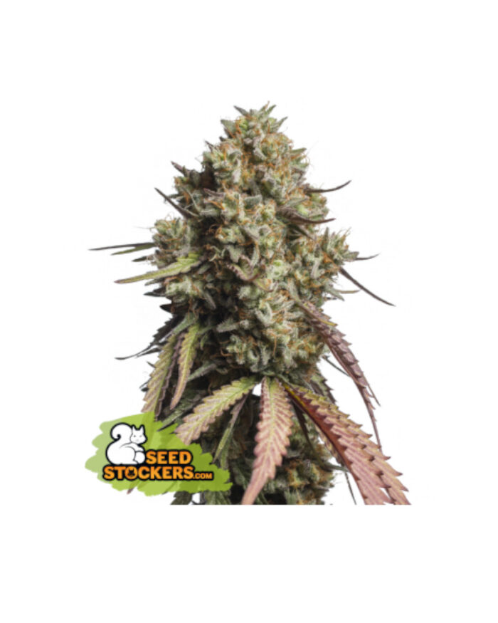 Gorilla Cookies Auto