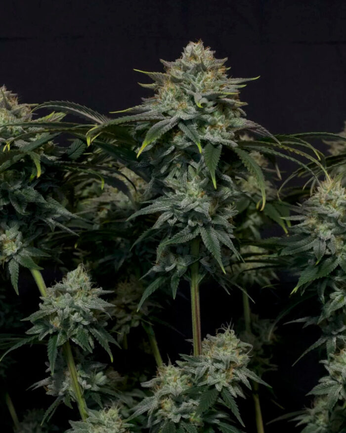 Gorilla Cookies Fast Flowering