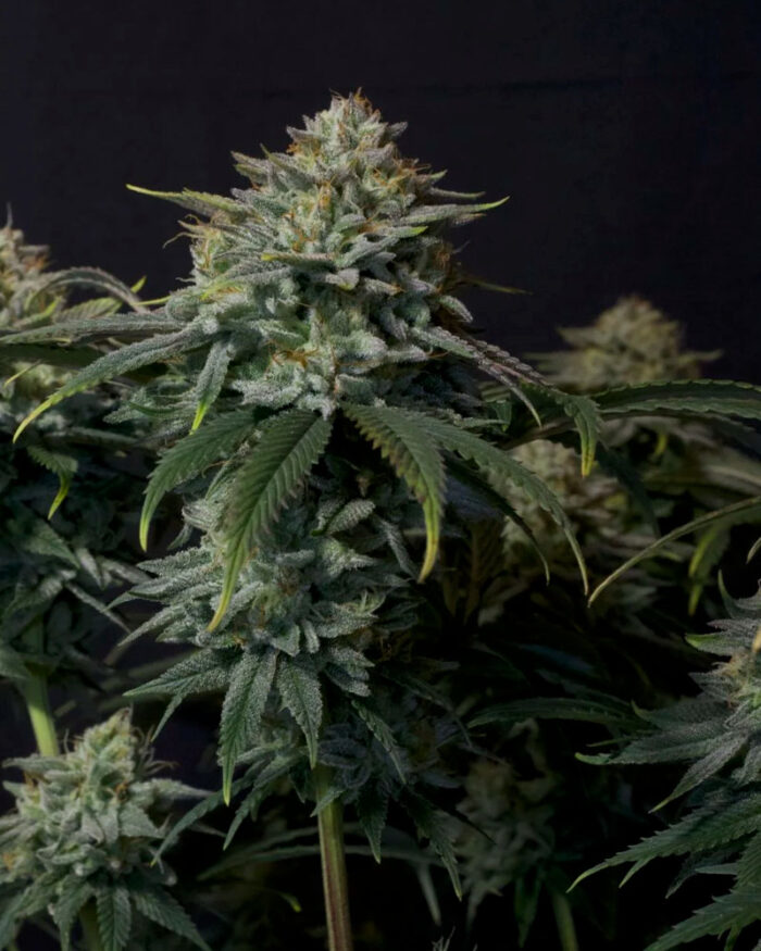Gorilla Cookies Fast Flowering