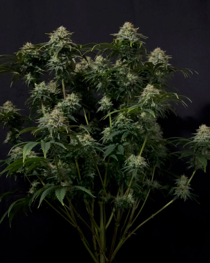 Gorilla Cookies Fast Flowering
