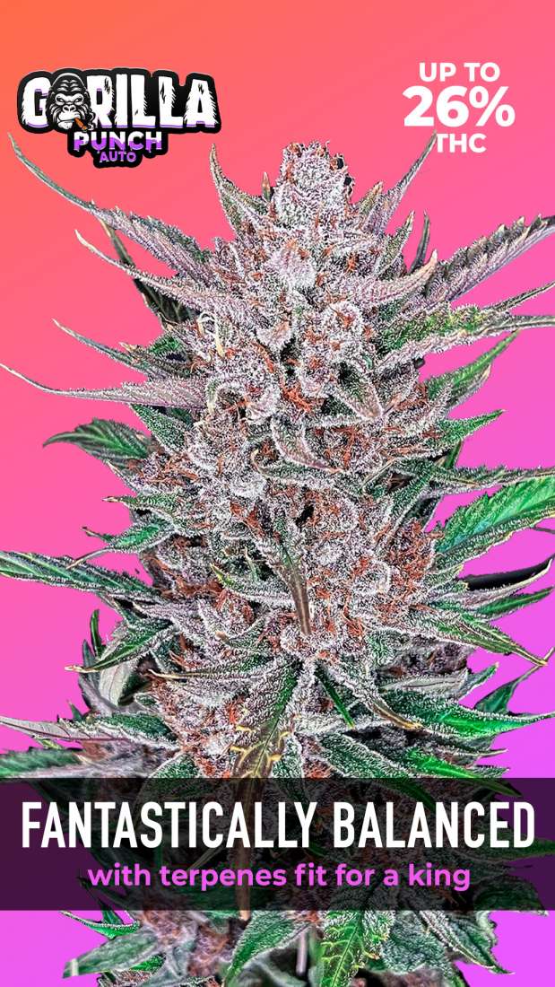 Gorilla Punch Auto