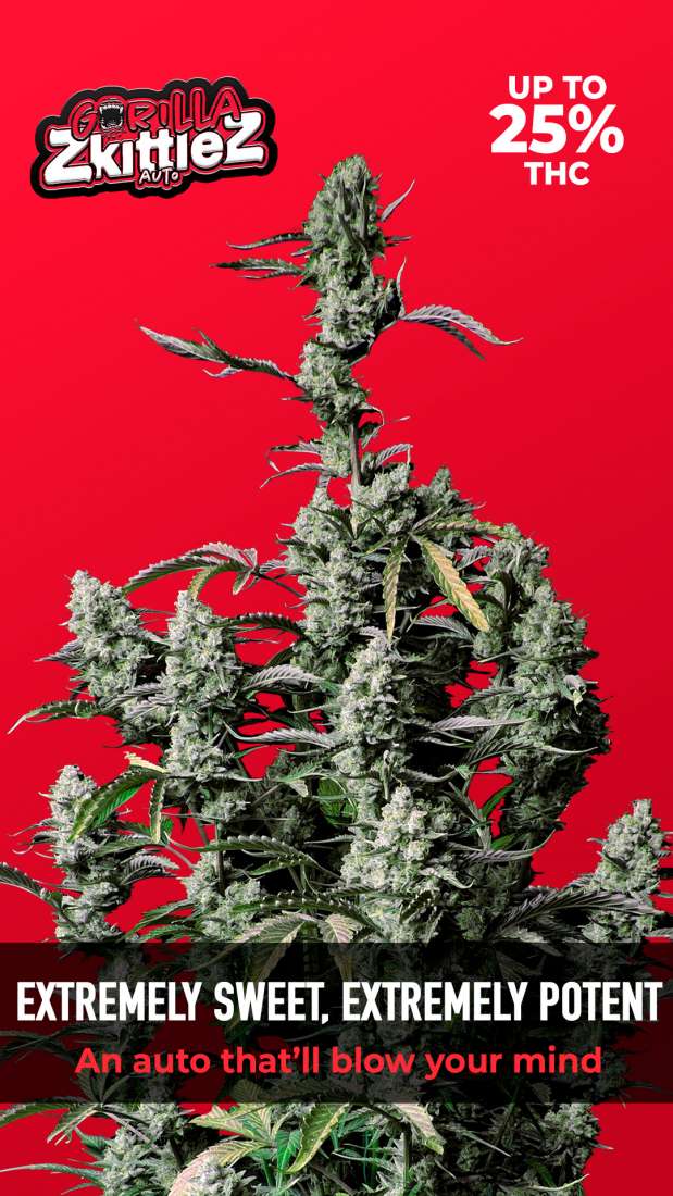 Gorilla Zkittlez Auto
