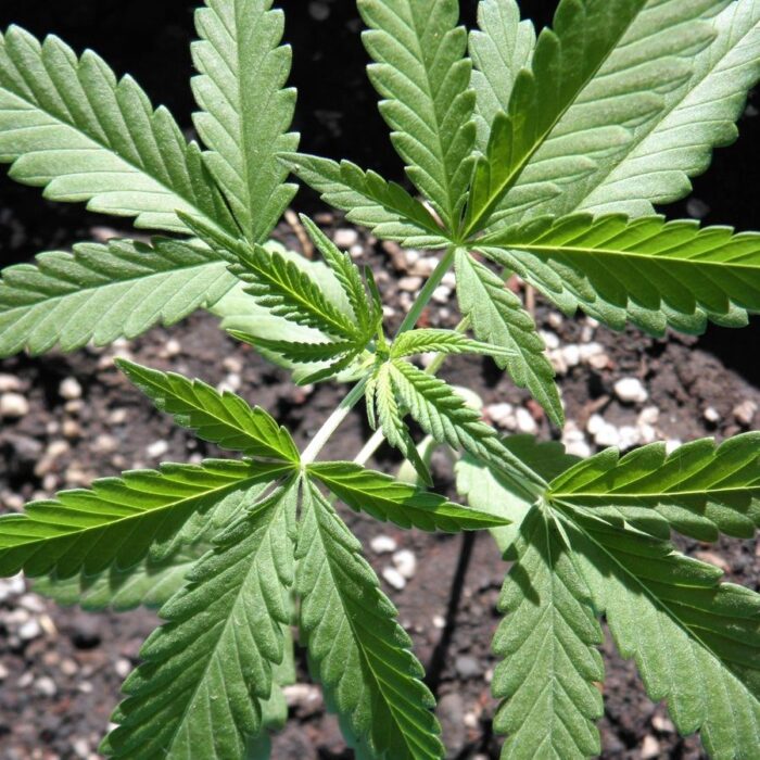 Gorilla Zkittlez