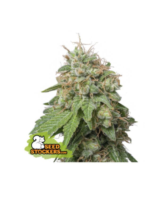 Green Crack Auto