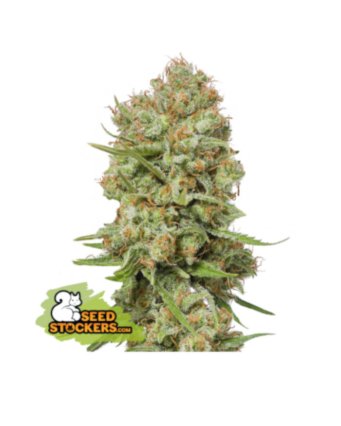 Green Crack