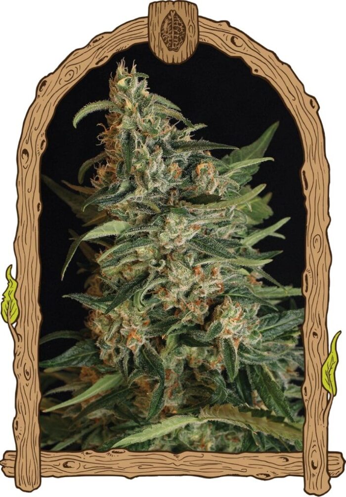Green Gummy
