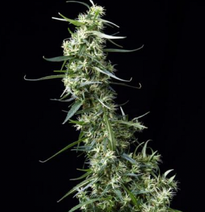 NL5 Haze Mist
