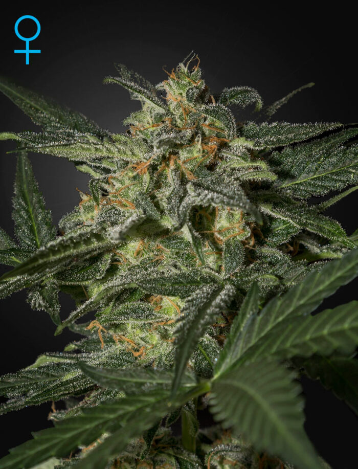 White Widow Auto