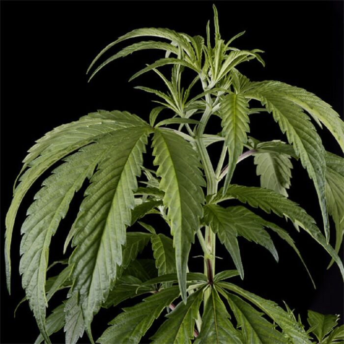 Arjan’s Haze 1
