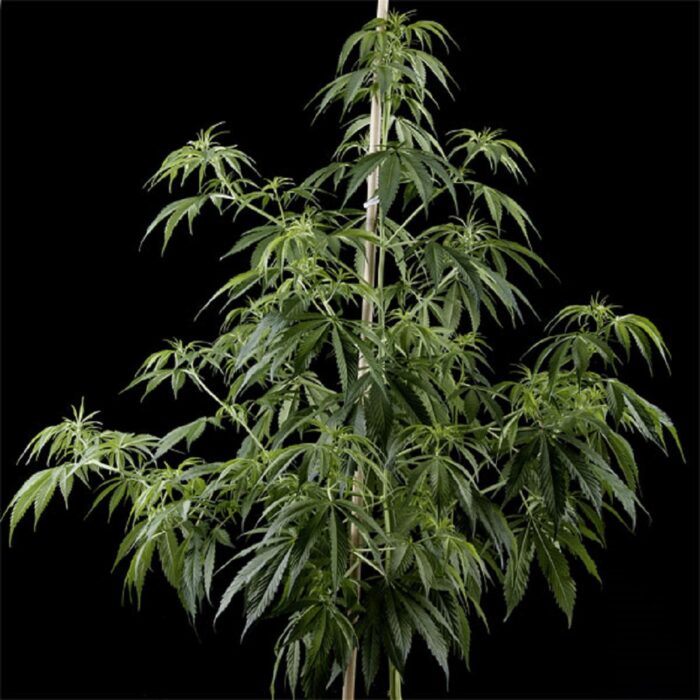 Arjan’s Haze 1