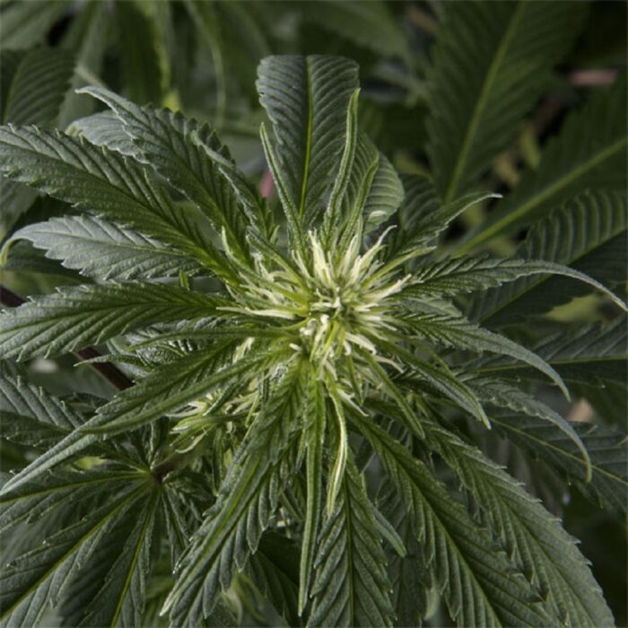 Arjan’s Haze 1