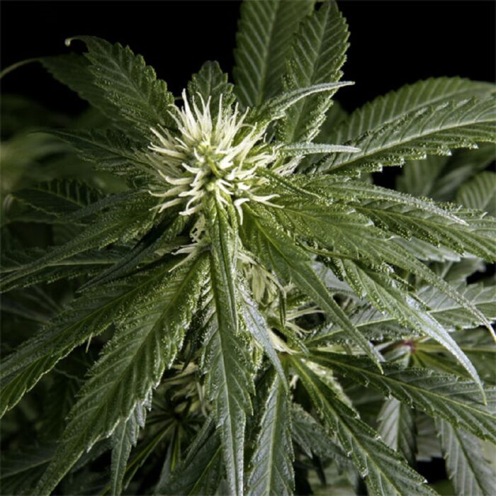 Arjan’s Haze 1