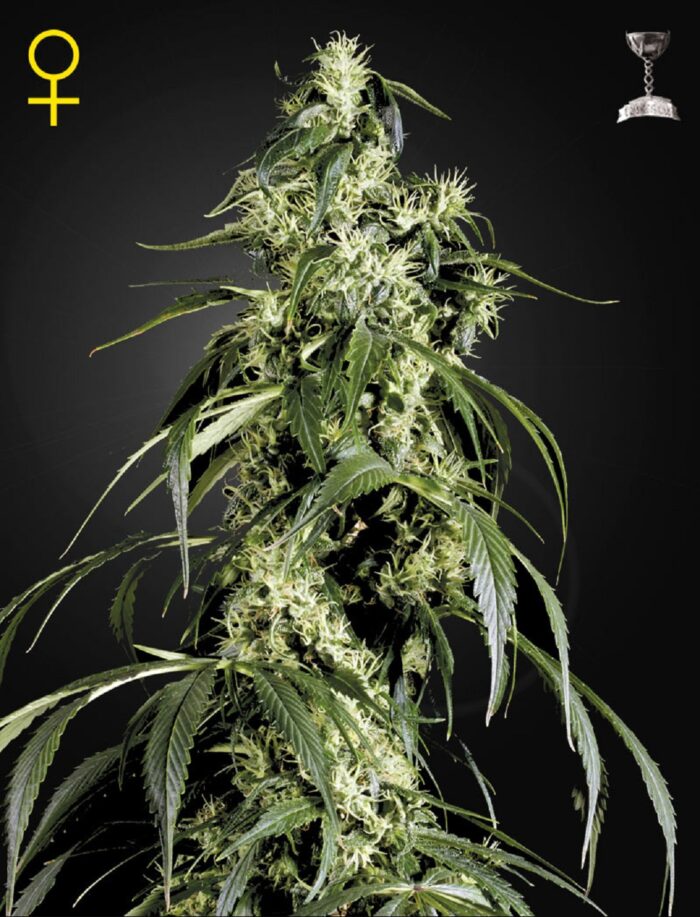 Arjan’s Haze 1