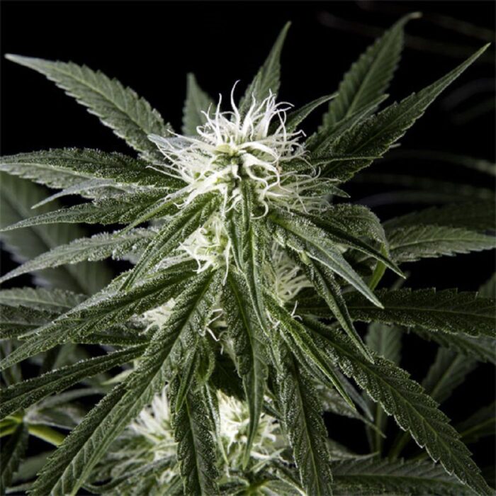 Arjan's Haze 2