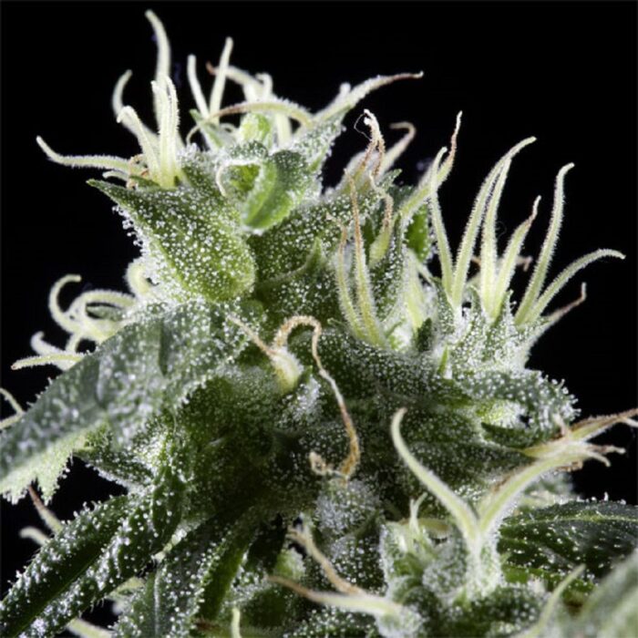 Arjan's Haze 2