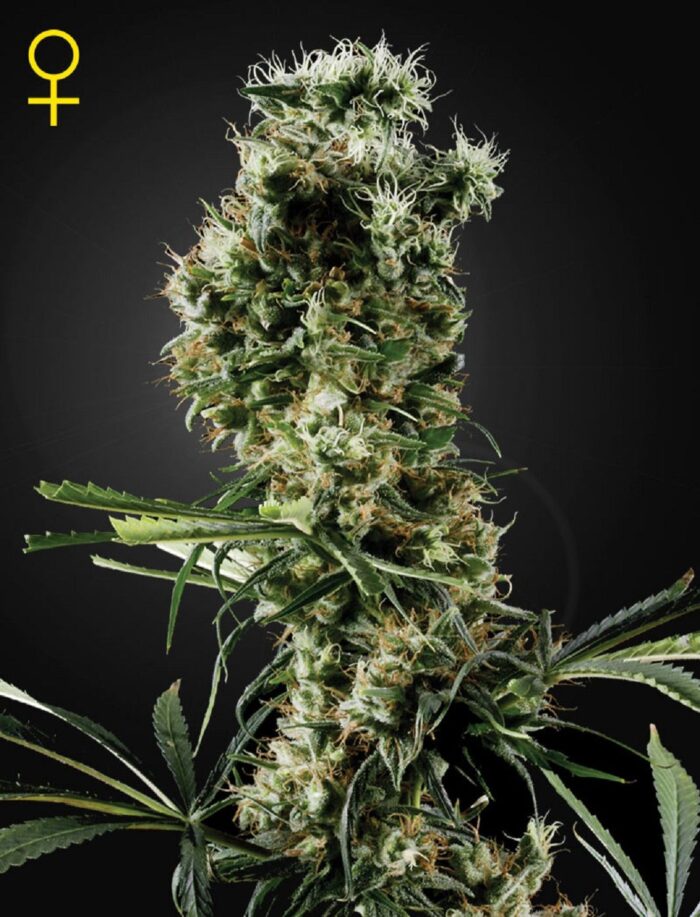 Arjan's Haze 2