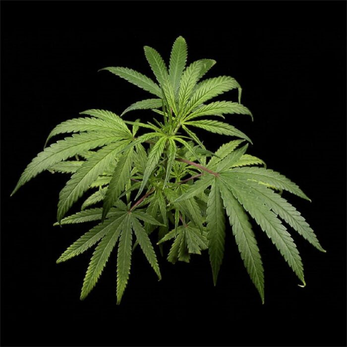 Arjan's Haze 3