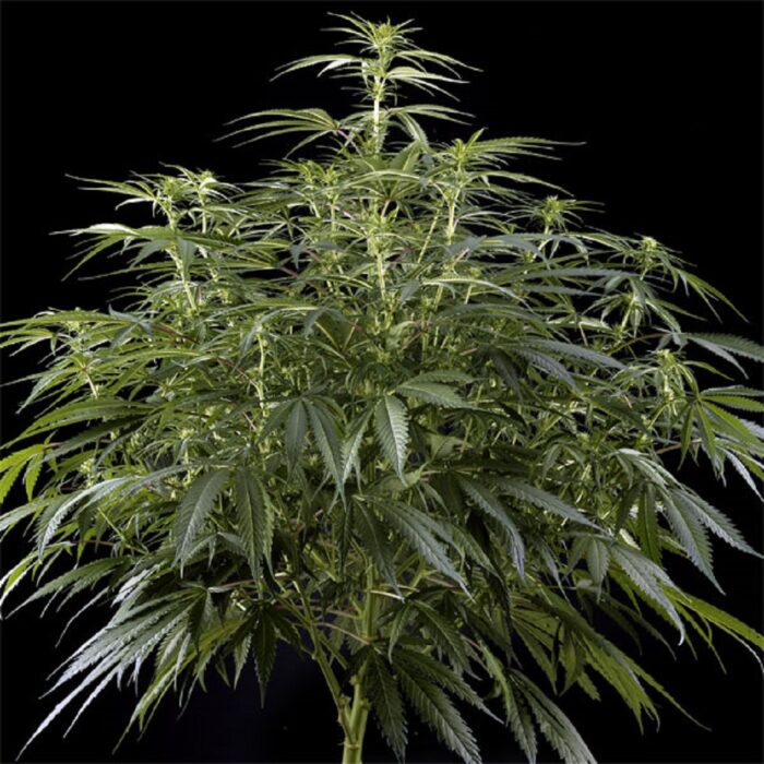 Arjan's Haze 3