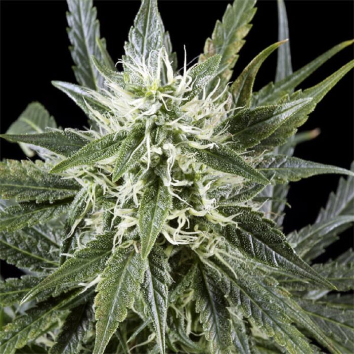 Arjan's Haze 3