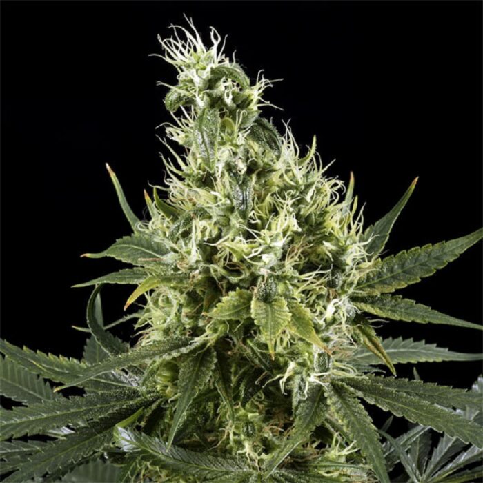 Arjan's Haze 3