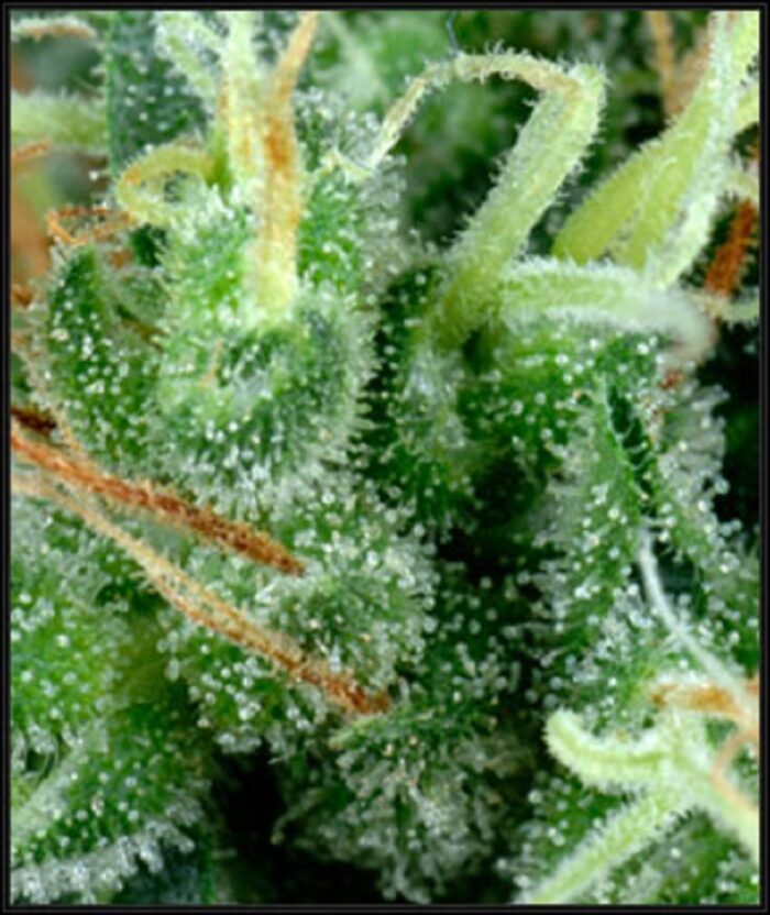 Arjan's Strawberry Haze