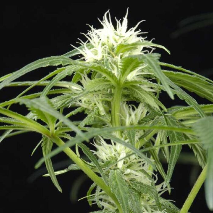 Arjan's Ultra Haze 1