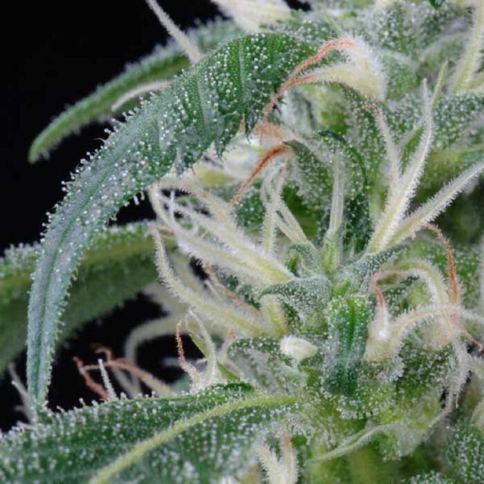 Arjan's Ultra Haze 1