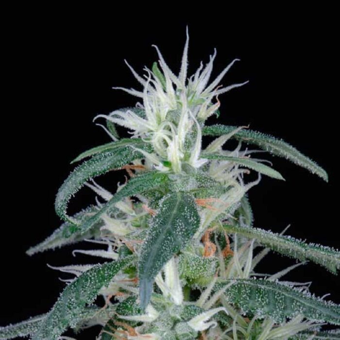 Arjan's Ultra Haze 1