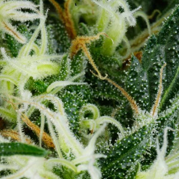Arjan's Ultra Haze 1
