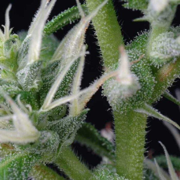 Arjan's Ultra Haze 2 (Mango haze)