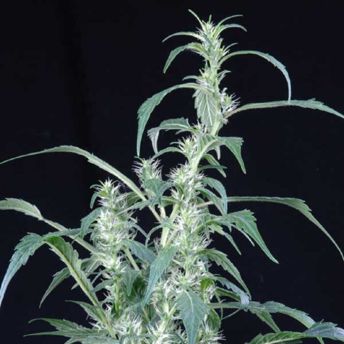 Arjan's Ultra Haze 2 (Mango haze)