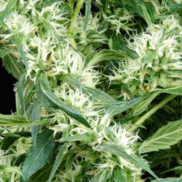 Arjan's Ultra Haze 2 (Mango haze)