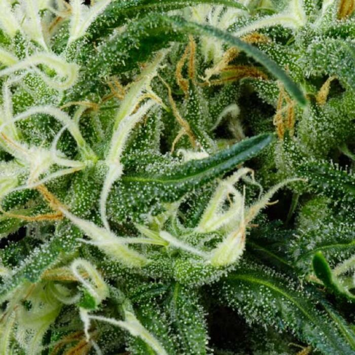Arjan's Ultra Haze 2 (Mango haze)