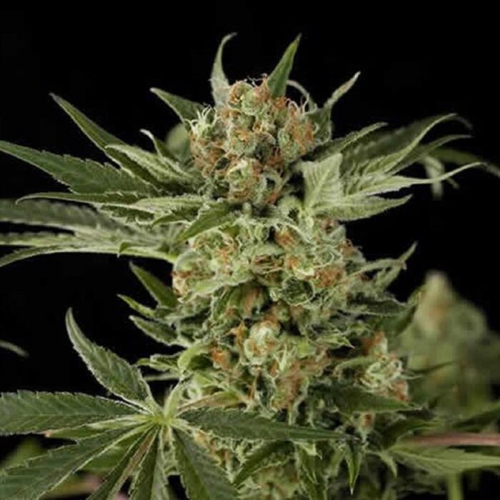 Bubba Kush