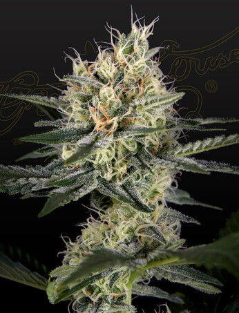 GH Cheese x Pineapple x Chemdog