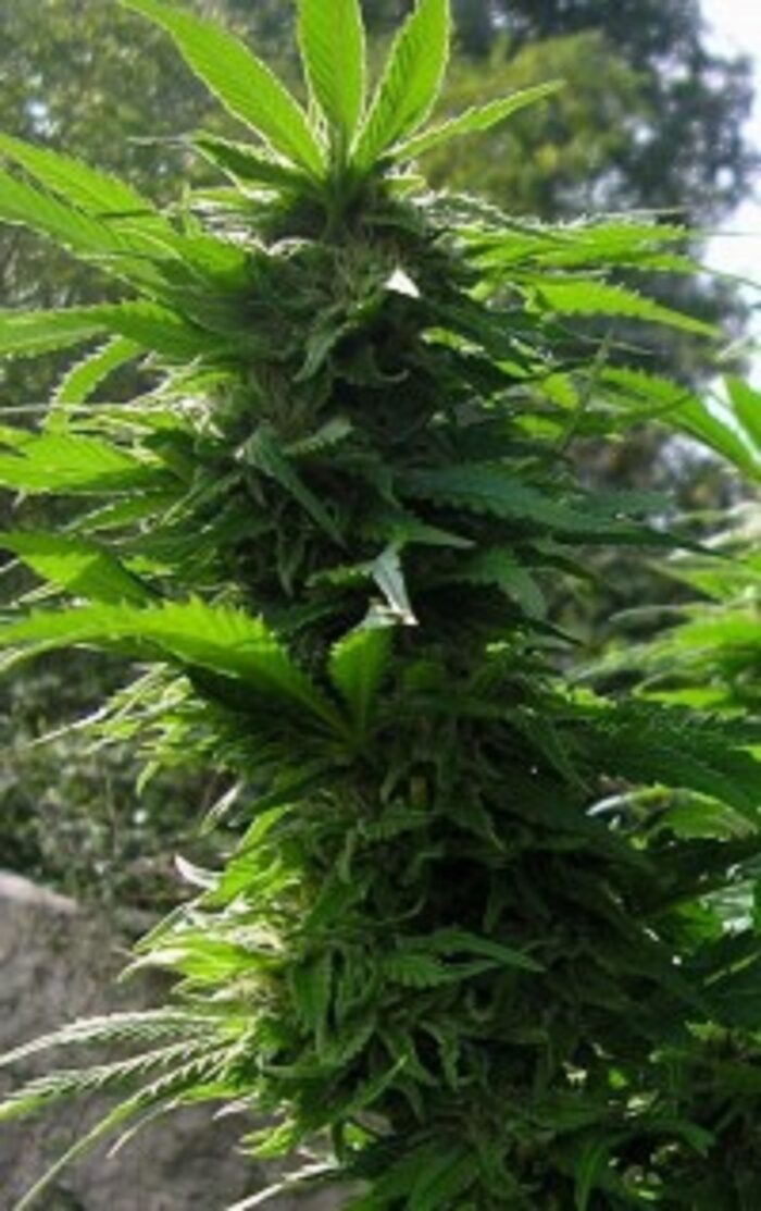 Damn Sour