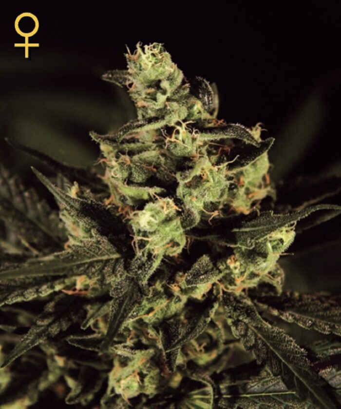 Exodus Cheese