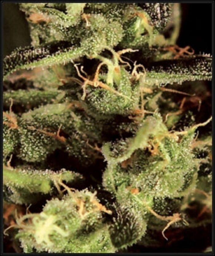 Exodus Cheese