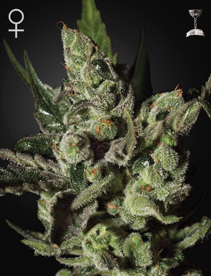 Exodus Cheese