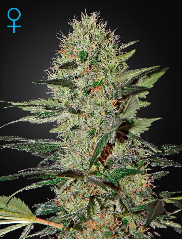 Exodus Cheese AUTO