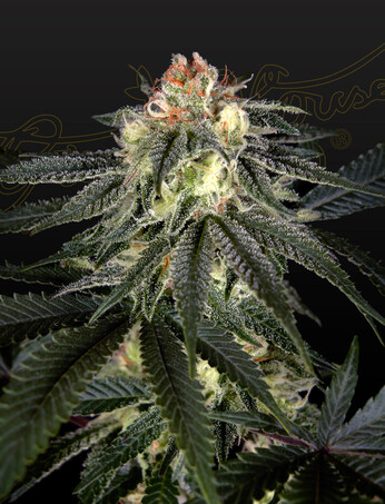 Exodus Cheese x Durban Panama