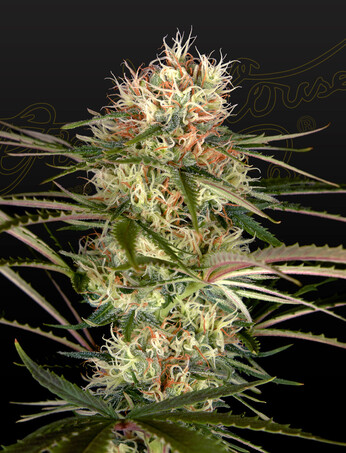 Exodus Cheese x Jack Herer x NL5