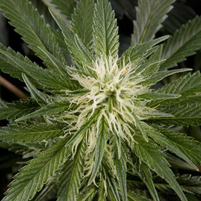 Great White Shark